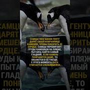 О Природе Рассказы