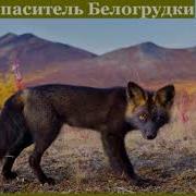 История Одного Черно Бурого Лиса