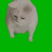 Мем Кот Рыгает