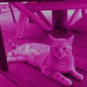 I Am A Cat Check Me Out