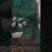 Музыка Чтобы Куры Неслись