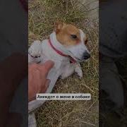 Анекдот Про Собаку
