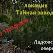 Русская Рыбалка 4 Ладожское Озеро Раздача Трофейной Плотвы
