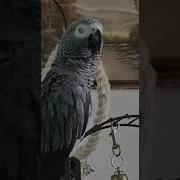 Попугай Корелла Поет В Траве Сидел Кузнечик