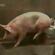 Приколы Свинья И Унитаз