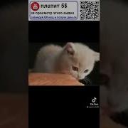 Ой Кто То Бежит Из Темноты Это Же Котёночек Оригинал