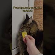 Что Ты Мне Суешь
