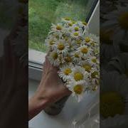 Цветы Сидоренко