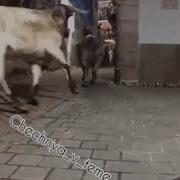 Бык Врезался В Стену
