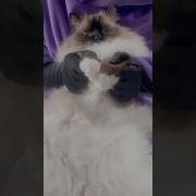 埃及猫摇
