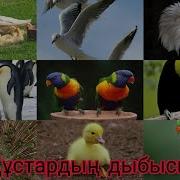 Құстардың Дауысы