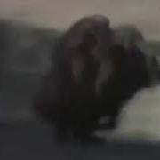 Обезьяны Угнали Кабана