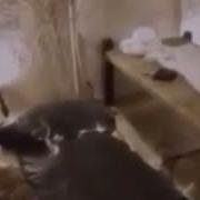 Наби Изат Асту Наби