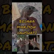 Бедана Ургочиси Сайраши