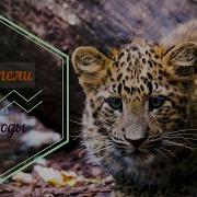 Пенее Птиц Лес Дудук