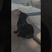 Котики Иди На Хуй