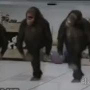 Обезьяны Танцуют Под У Ааа