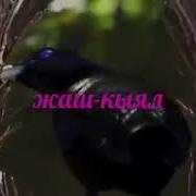 Жаш Кыял Эсиндеби