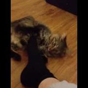 Katnip Feet