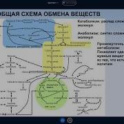 Михаил Никитин Лекция Эволюция Обмена Веществ