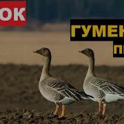 Гусь Гуменник Призыв