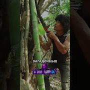 Бамбуковая Вода