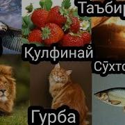 Таъбири Хобхо Гурба