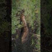 Спасение Лошади Из Болота