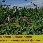 Пение Птиц Чечетка