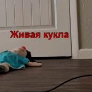 Загадочные Существа Снятые На Камеру