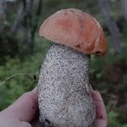 Гари Потер С Грибами В Лесу