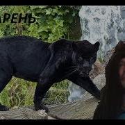 Пародия На Песню Лободы Парень Юмористическая