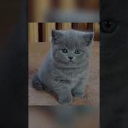Я Тебе Поставлю Лайк Котята
