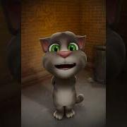 Мой Котик Том Сное Видео