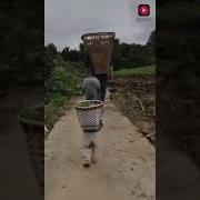 Прикольная Собачка Бегает На 2 Лапах