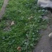 А Та Курка Чубатурка По Садочку Ходить