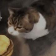 Here Kitty You Can Has Cheezburger