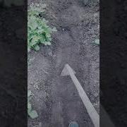 Мотыжить Блин Заставили Майнкрафт