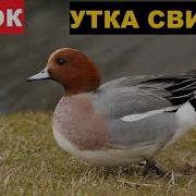 Осенние Голоса Уток Свиязь