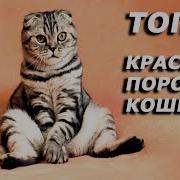 Самый Красивый Котик