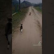 До Городу Парижу Без Слов