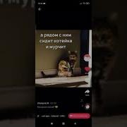 Грохочет Гром Лежит Пакетик На Полу А Рядом С Ним Сидит Котейка И Мурчит