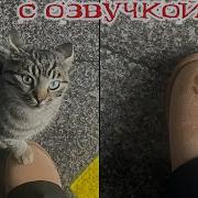 Приколы С Домашними Животными