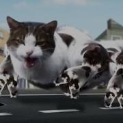 Copy Cat 红花会