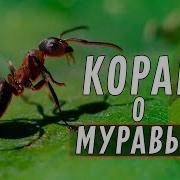 Сулейман И Долина Муравьев