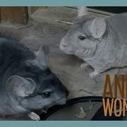 Chinchilla Intro