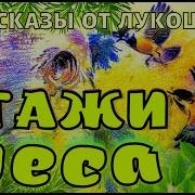 Пришвин Этажи Леса