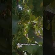 Munavvar Tong
