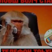Тымоя Я Твоя Вокх Стаг