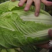 Napa Cabbage